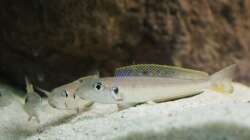 Enantiopus melanogenys ´utinta´