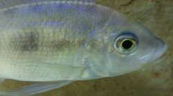 Besatz im Aquarium Tanganjikabecken (nur noch als Beispiel