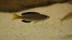 Cyprichromis leptosoma `jumbo` yellowhead `kekese`