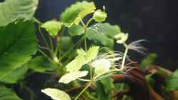 Pflanzen im Aquarium Raumteiler