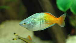Bösemann-Regenbogenfisch