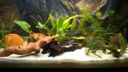 Aquarium Apistogramma Cacatuoides Zuchtbecken