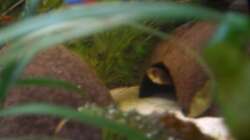 Apistogramma Cacatuoides Weibchen 