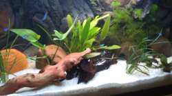 Aquarium Apistogramma Cacatuoides Zuchtbecken