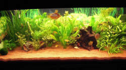 Aquarium Gesellschaftsbecken