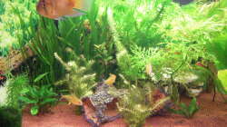 Besatz im Aquarium Gesellschaftsbecken