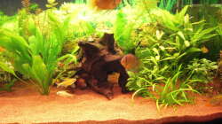 Dekoration im Aquarium Gesellschaftsbecken