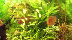 Pflanzen im Aquarium Gesellschaftsbecken