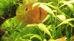 Besatz im Aquarium Gesellschaftsbecken