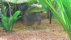 Besatz im Aquarium Gesellschaftsbecken