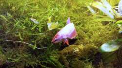 Besatz im Aquarium Asia-Becken