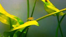 Besatz im Aquarium Asia-Becken