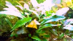 Pflanzen im Aquarium Asia-Becken