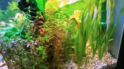 Pflanzen im Aquarium Asia-Becken