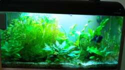 Aquarium Asia-Becken