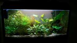 Aquarium Asia-Becken