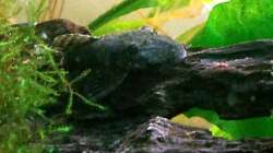 Besatz im Aquarium Asia-Becken