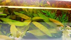 Pflanzen im Aquarium Asia-Becken