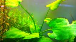 Pflanzen im Aquarium Asia-Becken