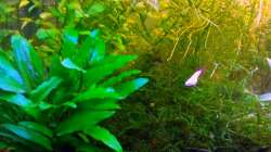 Besatz im Aquarium Asia-Becken