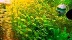 Pflanzen im Aquarium Asia-Becken