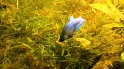 Besatz im Aquarium Asia-Becken