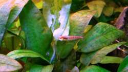 Besatz im Aquarium Asia-Becken