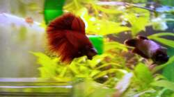 Besatz im Aquarium Asia-Becken