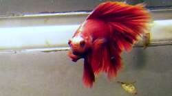 Besatz im Aquarium Asia-Becken