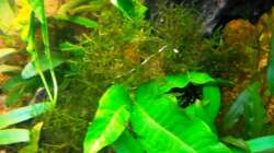 Dekoration im Aquarium Asia-Becken