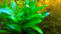 Pflanzen im Aquarium Asia-Becken