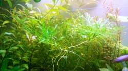 Pflanzen im Aquarium Asia-Becken