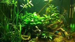 Aquarium Pflanzeninsel