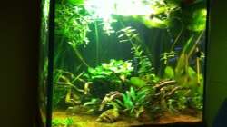 Aquarium Pflanzeninsel