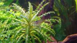 Caridina japonica (Amanogarnele)