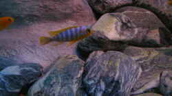 Aquarium 672L Mbuna Becken - nur noch als Beispiel -