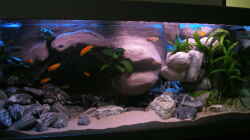 Dekoration im Aquarium 672L Mbuna Becken - nur noch als Beispiel -