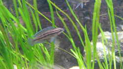 Julidochromis dickfeldi