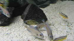 Triglachromis otostigma