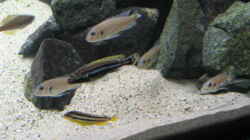 Triglachromis otostigma (+  vorrübergehend hier untergebrachte Melanochromis auratus)
