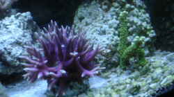 Pflanzen im Aquarium Becken 1604