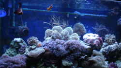 Aquarium Becken 1604