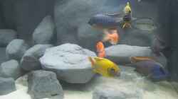 Aquarium Becken 16041