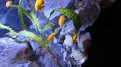 Labidochromis caeruleus ´Kakusa´
