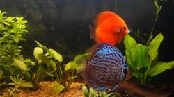 Besatz im Aquarium Diskus