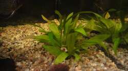 Pflanzen im Aquarium Diskus