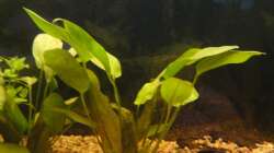 Pflanzen im Aquarium Diskus