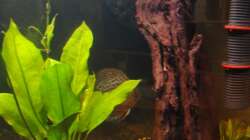 Dekoration im Aquarium Diskus