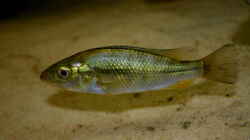 Harpagochromis Weibchen 17.03.10
