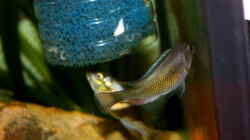 Harpagochromis sp. ´orange Rock Hunter´